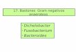 17. Bastones Gram negativos anaerobios · 2) Laringitis necrótica (difteria) en terneros. 3) Abscesos hepáticos (secundarios a rumenitis y acidosis por dietas ricas en carbohidratos)