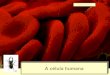 A c£©lula humanaA c£©lula 2020-03-10¢  A c£©lula procariota As c£©lulas procariotas te£±en unha organizaci£³n