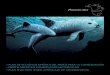 Vaquita - Plan de acción de América del Norte para la ...Categoría de riesgo: En peligro crítico de extinción Descripción: La vaquita, el cetáceo más pequeño del mundo, mide