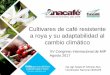 Cultivares de café resistente a roya y su adaptabilidad alagromip.com.gt/ponencias /CONFERENCIAS MAGISTRALES/12... · Cultivares de café resistente a roya y su adaptabilidad al
