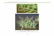 Más & Lugo-Torres, 2013. Malezas/Weeds · Nombre común en español: jacinto de agua, flor de agua, lirio acuático . Nombre común en inglés: common water hyacinth ... Herbácea