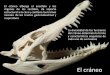 Elcráneo% - Aragosaurus · Elcráneo% El% cráneo% alberga% el% encéfalo% y% los% órganos% de% los% sendos,% da% soporte% estructuralalacarayconenelostramos inicialesdelostractosgastrointesnaly