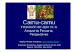 Camu-camu · ESPECIES Y TIPOS DE CAMU-CAMU GENERALIDADES Myrciaria floribunda Myrciaria dubia Myrciaria floribunda ... ALGUNAS EXPERIENCIAS EN EL CONTROL DE PLAGAS Plaga relacionada