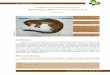 Avaliação do risco de extinção da gatiara, bassaricyon ... · 258 Instituto Chico Mendes de Conservação da Biodiversidade Avaliação do Estado de Conservação dos Carnívoros