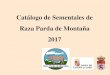 Sin título de diapositiva - RAZA PARDA de Montaña · Introducción. Se presenta el Catálogo de sementales de la Raza Parda de Montaña correspondiente al año 2017 valorados por