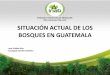 SITUACIÓN ACTUAL DE LOS BOSQUES EN GUATEMALA · • Las AP contienen el 52.5% de los bosques del país a pesar de representar solo un tercio del territorio nacional. • El 56% del