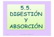 5.5. DIGESTIÓN Y ABSORCIÓN - WordPress.com · 2010-11-29 · 4 Durante la digestión los alimentos de nuestra dieta que no pueden atravesar las paredes del intestino tal y como