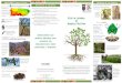 Guía de siembra Árboles Nativos · (tuberías de agua, de gas o eléctricas). 4. Las franjas verdes de aceras son solamente apropiadas para gramas, arbustos y árboles pequeños