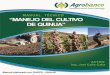 MANEJO AGRONÓMICO DEL CULTIVO DE LA QUINUA · 2013-10-17 · 4.2 Principales enfermedades de la quinua ... MANEJO AGRONÓMICO DEL CULTIVO DE LA QUINUA I. INTRODUCCION La quinua es