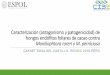 Caracterización (antagonismo y patogenicidad) de hongos ...Antagonismo in vitro 97 vs M. roreri 84 vs. M. perniciosa Aislamiento en hojas 150 aislados PCR-ITS 114 Identificados 36
