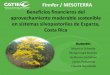 Finnfor / MESOTERRA Beneficios financieros del ... de agroforesteria... · las fincas evaluadas, ni en el % de cobertura arbórea para cada finca por hectárea. El aprovechamiento