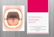 Anatomía y Fisiología: BOCA · 4.- La linfa proveniente del labio superior y laterales del labio inferior, ¿por qué ganglios linfáticos pasa? La linfa del labio superior y regiones