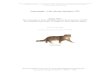 Gato montés – Felis silvestris Schreber, 1775revilladepomar.net/.../pequenos_mamiferos/gato_montes.pdfEl gato montés tiene la apariencia de un gato doméstico atigrado de tamaño