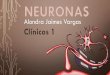 Alondra Jaimes Vargas Clínicos 1 · 6. ¿CÓMO SE CLASIFICAN LAS NEURONAS SEGÚN SU FUNCIÓN? Sensitivas, motoras y interneuronas o neuronas de asociación 7. ¿DÓNDE SE ENCUENTRAN