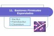 11. Bastones Firmicutes · Bacillus Son bastones largos (5-10 μm), aerobios, o anaerobios facultativos, catalasa positivos, la mayoría móviles (excepto B. anthracis). La especie