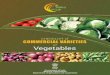 Compiled and Edited by Dr. Gorakh Singhshm.uk.gov.in/files/Books/Check_List_of_Commercial... · 2013-09-30 · Vegetable crops occupy prime importance in nutritional requirements