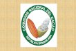 COMISION NACIONAL DEL CACAO · 2019-05-02 · COMISION NACIONAL DEL CACAO 1- Génesis 1.1 Antecedentes-CACC-1968. 2- Comisión de Cacao 2.1 Historia –Comunicación de los productores