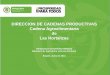 Presentación de PowerPoint - MinAgricultura€¦ · Importaciones de Cebolla Cabezona Fuente: Agronet junio 2013 Los picos de importación de cebolla ocurren en los meses comprendidos