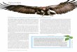 Investigación y Ciencia, 446 · cabecirrojo desde la cubierta del Beagle en 1835, lo calificó de «ave repugnante» dotada de una cabeza calva «para hurgar en la podredumbre»