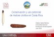 Conservación y uso potencial de maíces criollos en Costa Rica · 2019-11-19 · Importancia Maíz •Evidencia arqueológica de la presencia del maíz 5600 años. •25 julio, 2014