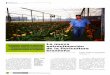 Horticultura Revista de Industria Distribución y ... · rietal de las especies, dos impor- tantes componentes de la cadena productiva junto con la aplicación de nuevas tecnologías