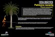 FICHA DIDÁCTICA Palmera canaria · La palmera es el símbolo natural del Archipiélago Canario. En La Gomera, aún se extrae el guarapo (savia de la palmera) para elaborar “miel