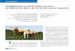 Viabilidad de la maduración en seco en diferentes tipos de carne … · 2018-08-22 · Investigación tegorías comerciales pueden conseguir unos parámetros de textura y calidad