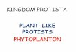 PLANT-LIKE PROTISTS PHYTOPLANTON · Phylum Chrysophyta: DIATOMS •Have 2 cell walls made of silica, making them appear glasslike. Cell walls of dead diatoms layer ocean floor. When