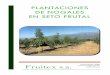 PLANTACIONES DE NOGALES EN SETO FRUTALfruitex.es/files/Plantacion Intensiva.pdf · 2017-09-23 · El cultivo del nogal evoluciona en los últimos años hacia formas mas intensivas