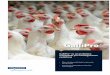 GalliPro - Texter Feedabsorción de nutrientes y permite el uso de nuestro concepto de fórmula flexible de alimentación En una prueba con pollos de engorde, alimentados diariamente