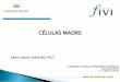 CÉLULAS MADRE - AEEQ · 2019-06-13 · En los Estados Unidos se programaron tres ensayos clínicos con células madre embrionarias que comenzarían en 2008 para tratar: Lesiones