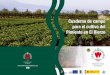 Cuaderno de campo para el cultivo del Pimiento en El Bierzo · 2018-05-18 · Las semillas infectadas no germinan y llegan a pu-drirse produciendo fallos de emergencia. ... hileras