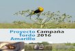 Aves Argentinas - Proyecto Campaña Tordo 2016 Amarillo · 2017-10-12 · cuatro pequeñas poblaciones disjuntas en Brasil, Uruguay, Paraguay y Argentina, que se estiman en un total