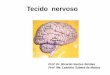 Apresentação do PowerPoint€¦ · Sistema nervoso periférico (SNP) –gânglios e nervos Células (SNC) - Neurônios e células da neuroglia (Glia) Células (SNP) - Neurônios