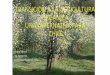 TRANSICION A LA AGRICULTURA ORGANICA UNA ALTERNATIVA … · 2018-06-13 · requerimientos de insumos externos, disminuyendo las ... Considerar las bases culturales de los sistemas