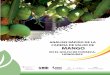 MANGO - COMISIÓN INTERINSTITUCIONAL DE AGRONEGOCIOS€¦ · cultivan en parcelas y los de traspatio (huerto familiar). Las variedades más cultivadas son el mango Mechón y Pespire,