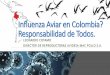 Influenza Aviar en Colombia? Responsabilidad de Todos. · FORMALIZACION BIOSEGURIDAD EN MACPOLLO Restricción Ingreso a instalaciones. Valoración y seguimiento al cumplimiento de