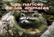 Las narices de los animales - Arbordale Publishing€¦ · animal particular. La mayoría de los animales utilizan sus narices no solo para respirar, ¡el sentido del olfato les ayuda