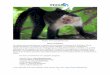 Mono carablanca 052613 - INOGO | Un Programa Del Instituto Woods Para el Ambiente de ...inogo.stanford.edu/sites/default/files/Mono_carablanca... · 2019-12-16 · Algunas de las