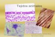 Tejidos animales · La eritropoyesis es el proceso de formación de los eritrocitos que, en el adulto normal se realiza íntegramente en la médula ósea. A partir de células madre