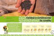 Calidad y certiicación de semilla · Determinación de pureza El porcentaje de pureza está determinado por la composición de la muestra en cuanto a semilla pura, semillas de otras