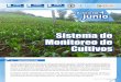 Sistema de Monitoreo de Cultivosacumulado un 40% del total mensual, comprendiendo los departamentos de Chimaltenango, Sacatepéquez, Guatemala, El ... más representativas en términos