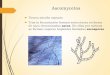de saco denominadas ascas. En ellas por meiosis se forman … Ascomicetos.pdf · 2015-06-23 · Las Ascas pueden estar: Desnudas (Libres) En cuerpos fructíferos llamados Ascocarpos:-Cleistotecio
