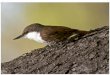 DIVERSIDAD DE ESPECIES - WordPress.com · 2019-02-01 · Capítulo IV Diversidad de especies 97 El grupo de las aves incluye más de 9.000 especies a nivel mundial que se caracterizan