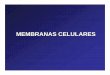 Membranas · 2011-05-04 · por ejemplo, la membrana plasmática, las membranas de organoides como ser el R.E., el complejo de Golgi, los endosomas, los lisosomas, las vesículas,