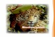 Biodiversidad - WordPress.com€¦ · santuarios y la formación de subcomités para la Conservación, Manejo y Aprovechamiento Sustentable de las Especies Prioritarias, los cuales