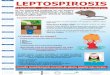 La leptospirosis…una enfermedad más frecuente de lo que ...€¦ · Mantener patios, jardines y terrenos baldíos libres de basura, malezas, escombros, y todo lo que pueda servir