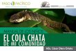 MANUAL DE LOS NIÑOS ﬁco.org Ctenosaura ...pasopacifico.org/wp-content/uploads/2019/09/Manual-Cola-Chata2-3... · Ya conocimos que el garrobo negro, la iguana verde y el cola chata