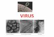 VIRUS - iessantaeugenia.es · Cada virus puede Ilegar a crear de una sola vez entre 10.000 y 100.000 réplicas. Una vez creadas las réplicas del virus, salen de la célula y la destruyen