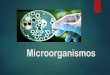 Microorganismos - WordPress.com€¦ · Microorganismos beneficiosos Este tipo de microorganismos beneficiosos protegen nuestro organismo. conviven con nosotros, se encuentran dentro